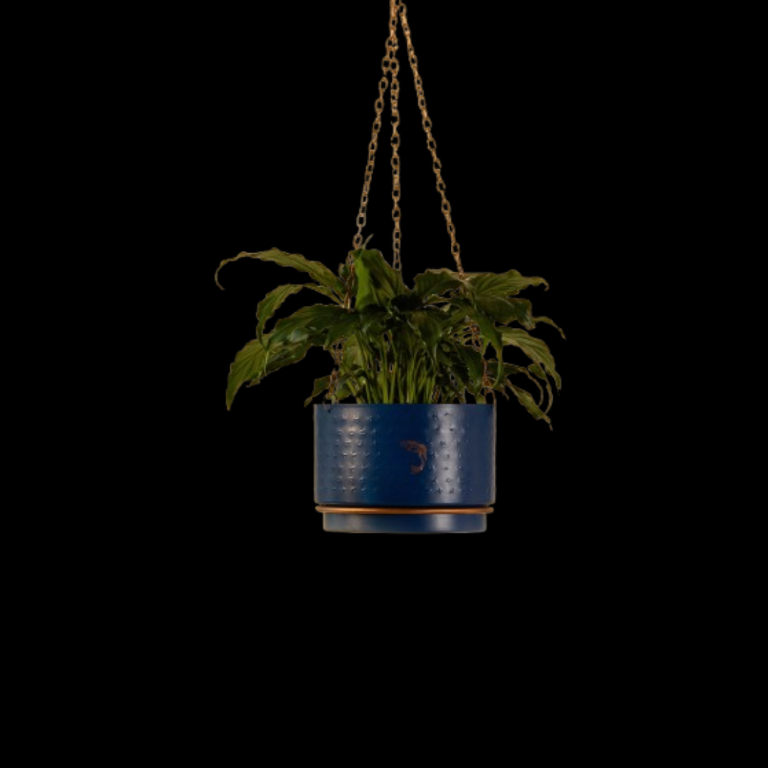 Hanging Midnight Planter