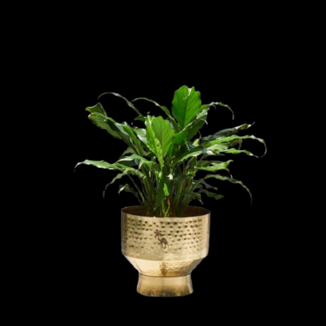 Marrakech Planter