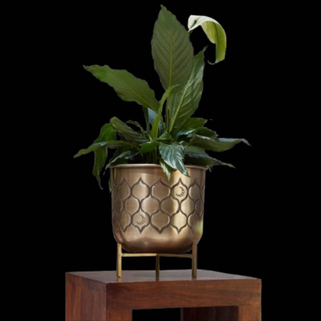 Dragonfly Planter