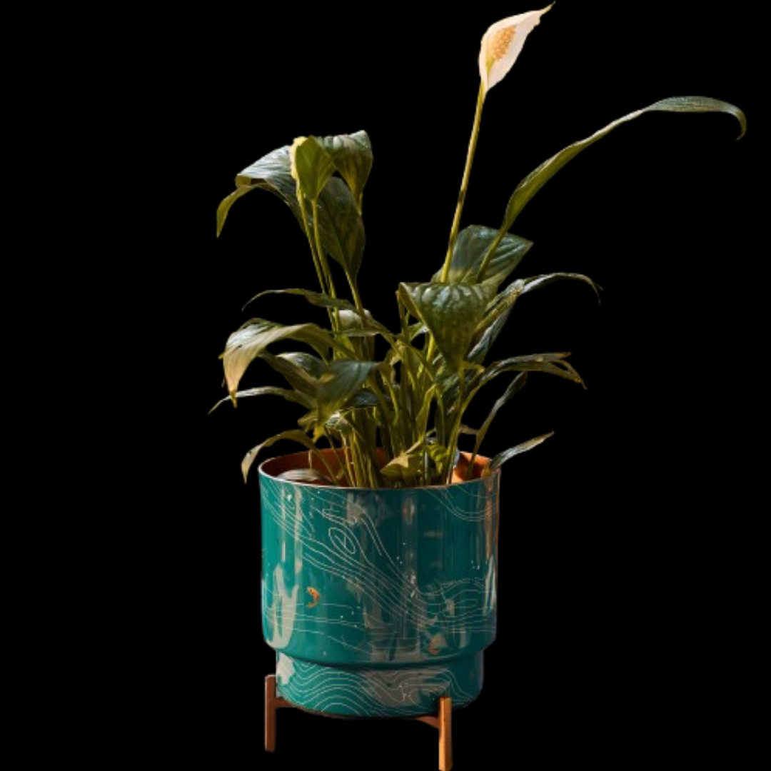 Pacific Planter - TSSxNB